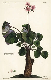 Unresolved species of geranium, Geranium umbellicatum