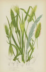 Upright Sea Lyme Grass, Pendulous Sea Lyme Grass, Wood Barley, Meadow Barley, Wall Barley Upright Sea Lyme Grass, Pendulous Sea Lyme Grass, Wood Barley, Meadow Barley, Wall Barley