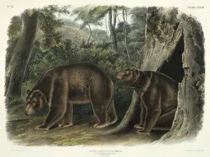Ursus Americanus, var. Cinnamonum (Cinnamon Bear), plate 127 from ' Ursus Americanus, var. Cinnamonum (Cinnamon Bear), plate 127 from '