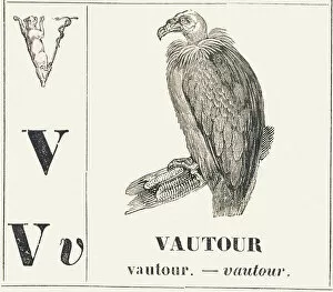 Vulture Gallery: V for Vulture, 1850 (engraving)