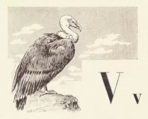 Vulture Gallery: V for Vulture, 1901 (illustration)