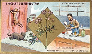 Valerian: fearful of cats, his employment in pharmacy. Engraving (chromo) Valerian: fearful of cats, his employment in pharmacy. Engraving (chromo)