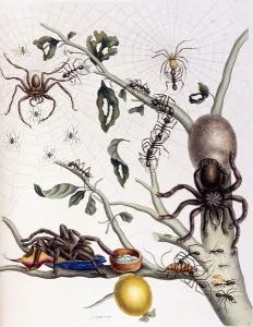 Various Arachnids from South America, 1726 (hand-coloured engraving) Various Arachnids from South America, 1726 (hand-coloured engraving)