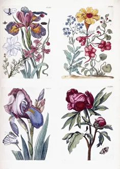 Various European insects and flowers (four plates: CLXI to CLXIV) Various European insects and flowers (four plates: CLXI to CLXIV)