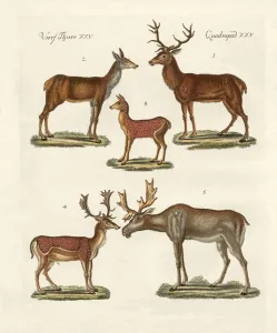 Various kinds of deer (coloured engraving) Various kinds of deer (coloured engraving)
