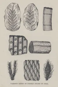 Various kinds of fossils found in coal (litho) Various kinds of fossils found in coal (litho)