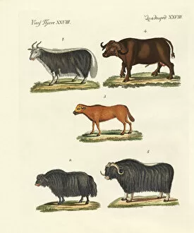 Bos indicus Gallery: Various kinds of oxen (coloured engraving)