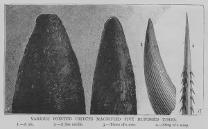 Various Pointed Objects Magnified Five Hundred Times (engraving) Various Pointed Objects Magnified Five Hundred Times (engraving)