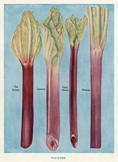 Vegetable Grower's Guide: Rhubarb (colour litho)