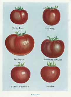 Vegetable Grower's Guide: Tomatoes (colour litho)