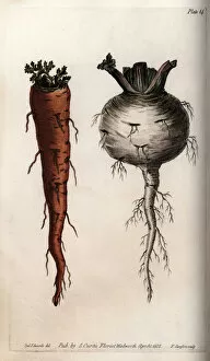Vegetable roots: carrot and turnip. Coloured copper engraving, illustration by Sydenham Edwards (1768-1819)