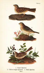 Color Lithograph Gallery: Vesper sparrow, Pooecetes gramineus 1, grasshopper sparrow, Ammodramus savannarum 2