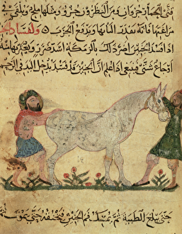 A veterinarian helping a mare to give birth, illustration from the Book of Farriery' A veterinarian helping a mare to give birth, illustration from the Book of Farriery'