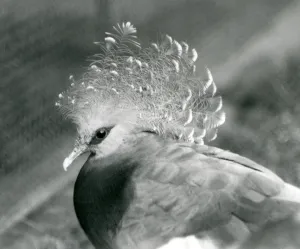 A Victoria Crowned Pigeon at London Zoo in September 1927 (b/w photo) A Victoria Crowned Pigeon at London Zoo in September 1927 (b/w photo)