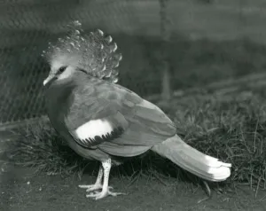 A Victoria Crowned Pigeon standing on the ground at London Zoo in September 1927 A Victoria Crowned Pigeon standing on the ground at London Zoo in September 1927
