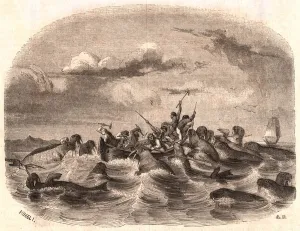 View of a group of English sailors chasing a herd of walrus in 1818 off the coast of View of a group of English sailors chasing a herd of walrus in 1818 off the coast of