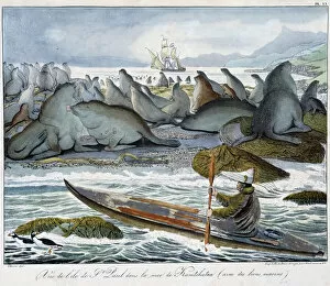 Morse Gallery: View of the island of St. Paul in the sea of Kamchatka with sea lions