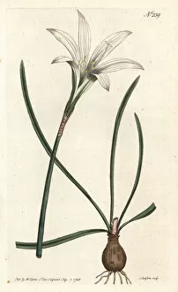 Virginia Amaryllis - Atamasco lily, Zephyranthes atamasco (Amaryllis atamasco)
