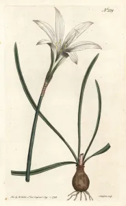 Virginia Amaryllis - Atamasco lily, Zephyranthes atamasco (Amaryllis atamasco) Virginia Amaryllis - Atamasco lily, Zephyranthes atamasco (Amaryllis atamasco)