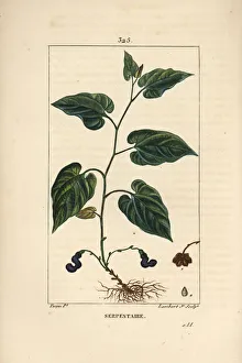 Virginia Snakeroot - Virginian snakeroot, Aristolochia serpentaria, with flower, leaf Virginia Snakeroot - Virginian snakeroot, Aristolochia serpentaria, with flower, leaf