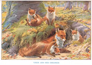 Vixen and her Children, illustration from Country Ways and Country Days (colour litho) Vixen and her Children, illustration from Country Ways and Country Days (colour litho)