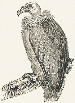 Vulture Gallery: Vulture, 1850 (engraving)