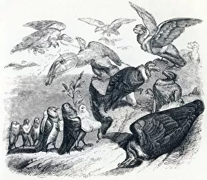 The vulturs and the pigeons (Les vautours et les pigeons) - Fables by La Fontaine, 19th century (engraving)