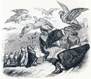 The vulturs and the pigeons (Les vautours et les pigeons) - Fables by La Fontaine, 19th century (engraving) The vulturs and the pigeons (Les vautours et les pigeons) - Fables by La Fontaine, 19th century (engraving)