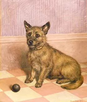 Playful Gallery: Waiting to Play, a Cairn terrier with a ball (oil)