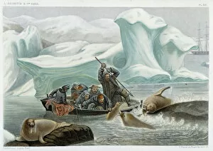 Morse Gallery: Walrus hunting - in 'Le monde de la mer'by Alfred Fredol