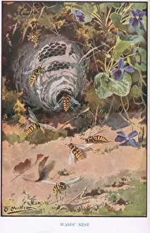 Wasps Gallery: Wasps Nest, illustration from Country Ways and Country Days (colour litho)