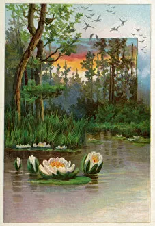 Water lillies (chromolitho)