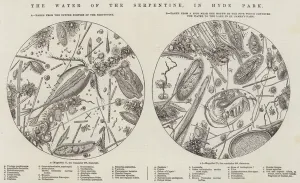 The Water of the Serpentine, in Hyde Park (engraving) The Water of the Serpentine, in Hyde Park (engraving)