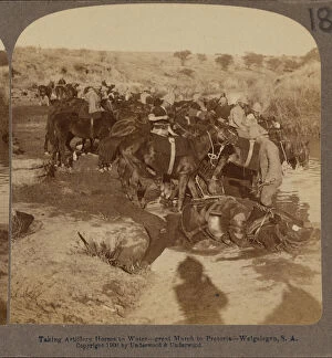 Pretoria Collection: Watering Artillery horses, Welgelegen, South Africa, 1899 (b / w photo)