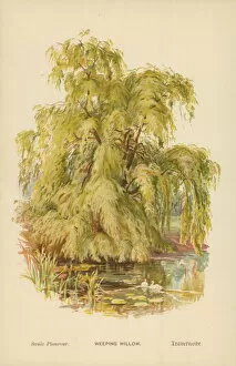 Weeping Willow Gallery: Weeping Willow