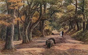 Weston Super Mare Gallery: Weston-Super-Mare, Kewstoke Woods (colour litho)