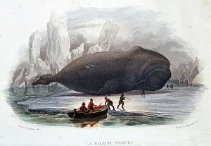 Means Of Conveyance Gallery: Whale Stranded on the Ice, 1865 (engraving)
