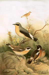Whinchat Gallery: Wheatear, Stonechat and Whinchat