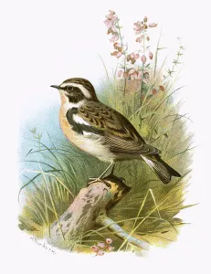 Whinchat Gallery: Whinchat