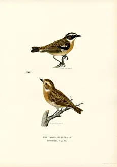 Whinchat Gallery: Whinchat (colour litho)