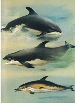 White Beake Dolphin, Bottle Nosed Dolphin and Common Dolphin