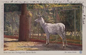 White deer in the zoo in Berlin (coloured photo) White deer in the zoo in Berlin (coloured photo)