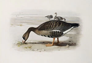 A White-Fronted Goose, (pencil and watercolour heightened with white)