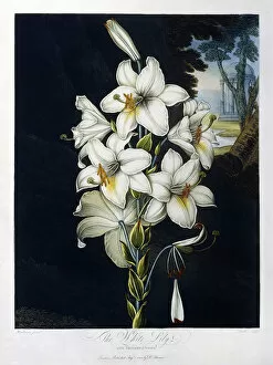 The White Lily, 1799 (colour aquatint and mezzotint, finished in hand)