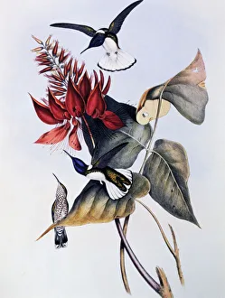 White-necked Jacobin (Florisuga mellivora), engraving from Monograph of Trochilidae or White-necked Jacobin (Florisuga mellivora), engraving from Monograph of Trochilidae or