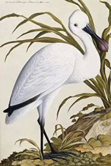 White Spoon Bill, 1750-1800 (pen, ink, and watercolour) White Spoon Bill, 1750-1800 (pen, ink, and watercolour)