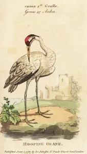 Whooping crane, Grus americana Whooping crane, Grus americana
