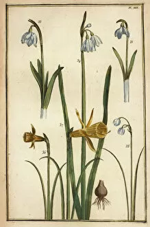 Wild daffodil, Narcissus pseudonarcissus, and snowdrops, Galanthus nivalis