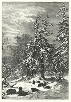 Wild hogs in the Black Forest in winter (engraving) Wild hogs in the Black Forest in winter (engraving)