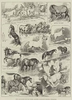 What can be done with Wild Horses, Sketches at the Royal Aquarium, Westminster (engraving)